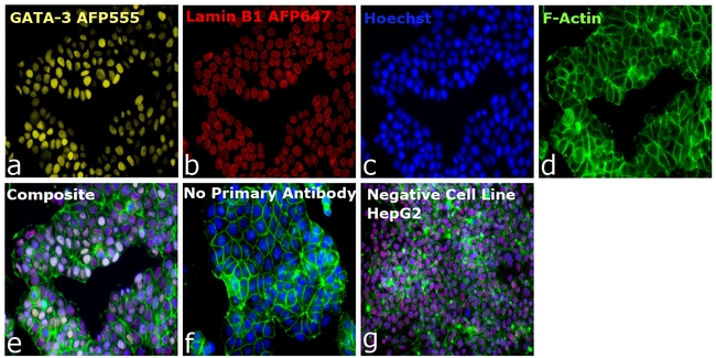 GATA-3 Antibody in Immunocytochemistry (ICC/IF)