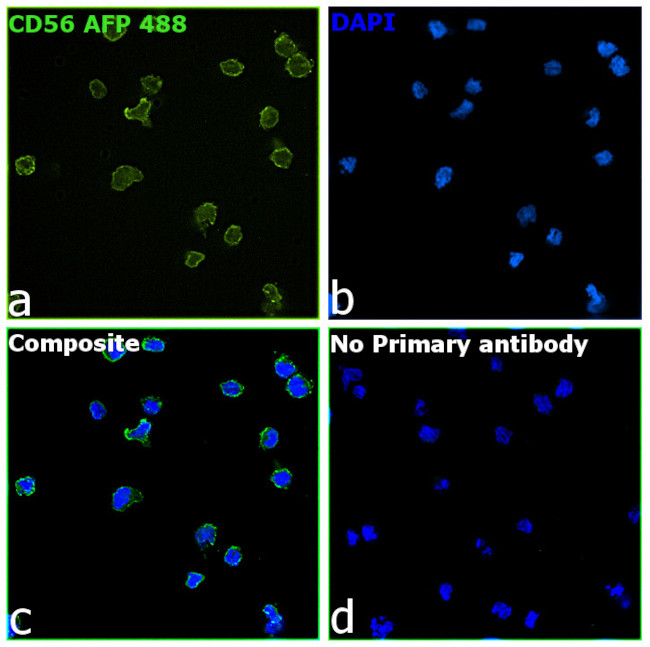 CD56 (NCAM) Antibody in Immunocytochemistry (ICC/IF)