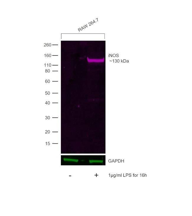 iNOS Antibody in Western Blot (WB)