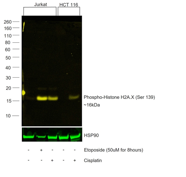 Phospho-Histone H2A.X (Ser139) Antibody in Western Blot (WB)