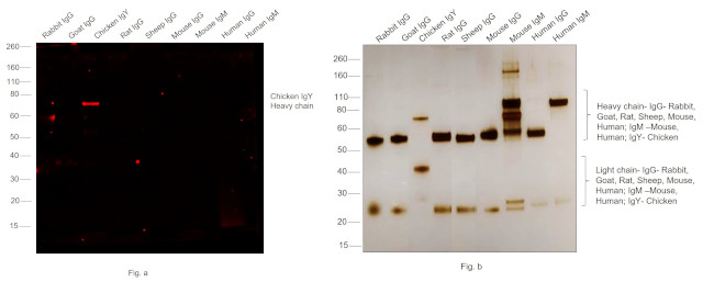 Chicken IgY (H+L) Secondary Antibody in Western Blot (WB)