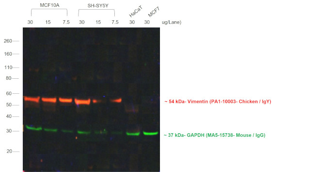 Chicken IgY (H+L) Secondary Antibody in Western Blot (WB)