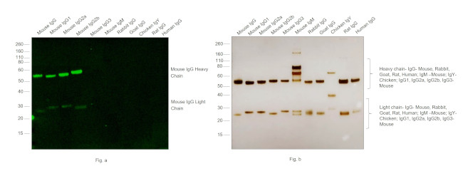 Mouse IgG (H+L) Cross-Adsorbed Secondary Antibody