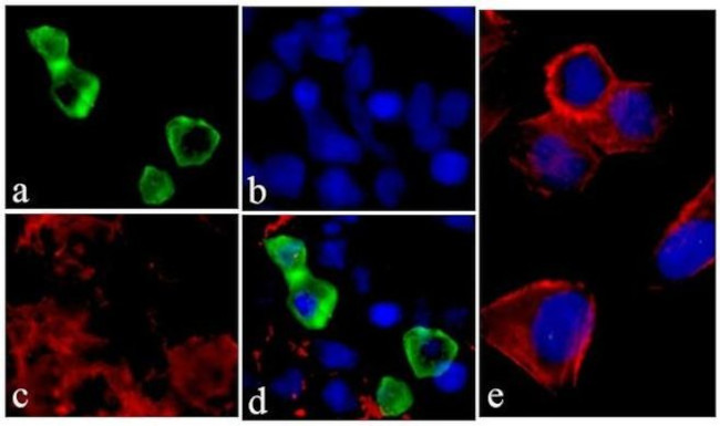 Mouse IgG (H+L) Cross-Adsorbed Secondary Antibody in Immunocytochemistry (ICC/IF)