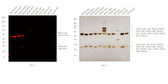 Mouse IgG (H+L) Cross-Adsorbed Secondary Antibody in Western Blot (WB)