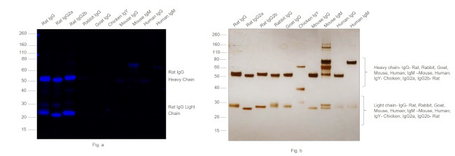 Rat IgG (H+L) Cross-Adsorbed Secondary Antibody in Western Blot (WB)