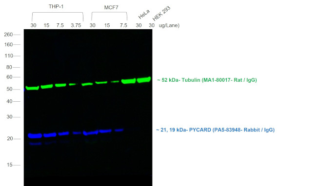 Rabbit IgG (H+L) Highly Cross-Adsorbed Secondary Antibody in Western Blot (WB)