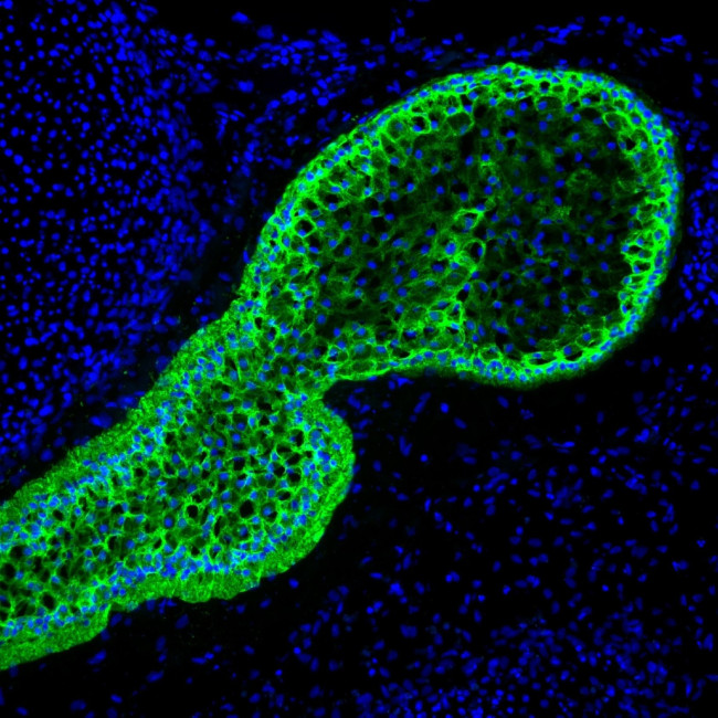 Mouse IgG1 Cross-Adsorbed Secondary Antibody in Immunohistochemistry (Frozen) (IHC (F))