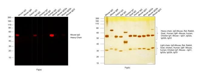 Mouse IgG1 Cross-Adsorbed Secondary Antibody in Western Blot (WB)