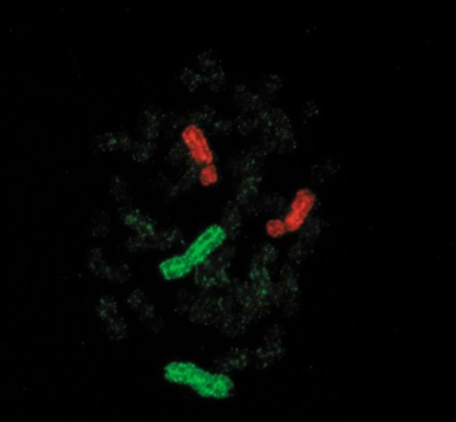 Mouse IgG (H+L) Cross-Adsorbed Secondary Antibody in Immunocytochemistry (ICC/IF)