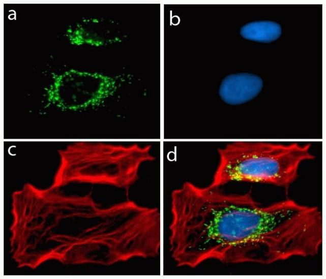 Rabbit IgG (H+L) Highly Cross-Adsorbed Secondary Antibody in Immunocytochemistry (ICC/IF)