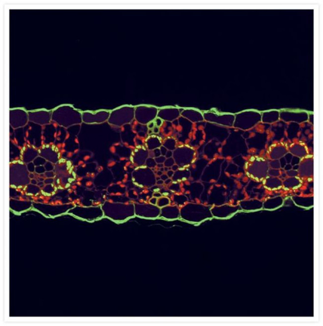 Rabbit IgG (H+L) Highly Cross-Adsorbed Secondary Antibody in Immunocytochemistry (ICC/IF)