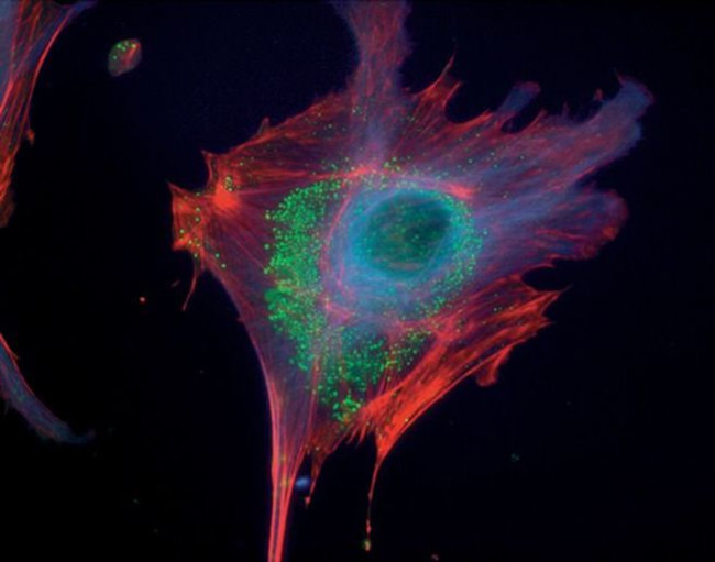 Mouse IgG (H+L) Cross-Adsorbed Secondary Antibody in Immunocytochemistry (ICC/IF)