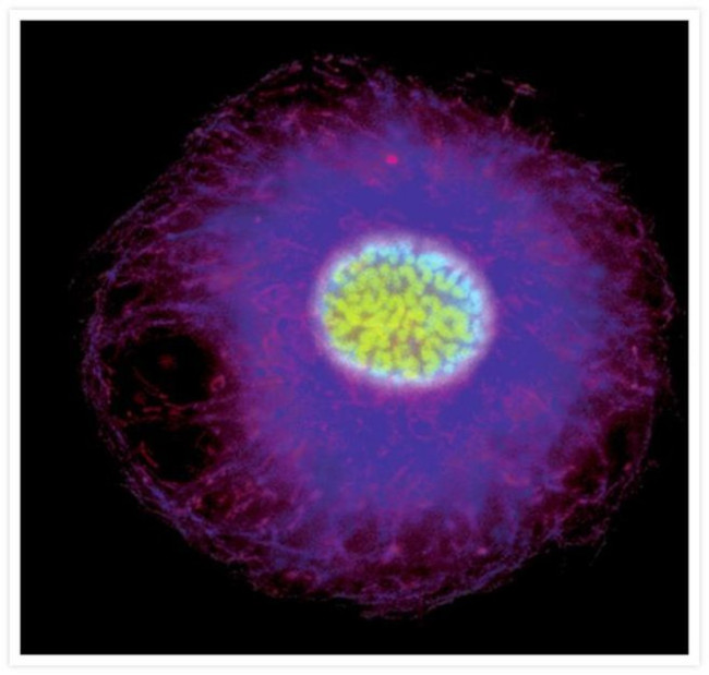 Mouse IgG (H+L) Cross-Adsorbed Secondary Antibody in Immunocytochemistry (ICC/IF)