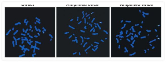 Fluorescein/Oregon Green Antibody in Immunocytochemistry (ICC/IF)