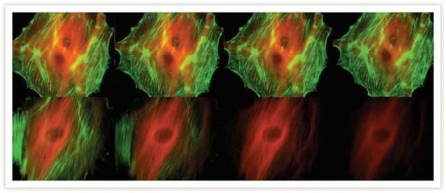 alpha Tubulin Antibody in Immunocytochemistry (ICC/IF)