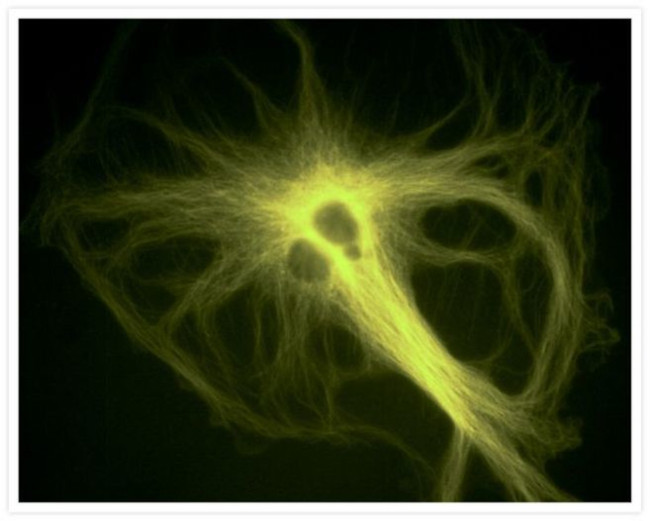 alpha Tubulin Antibody in Immunocytochemistry (ICC/IF)