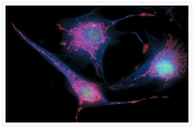 alpha Tubulin Antibody in Immunocytochemistry (ICC/IF)