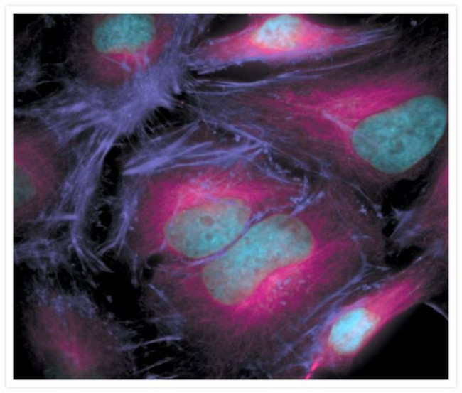 alpha Tubulin Antibody in Immunocytochemistry (ICC/IF)