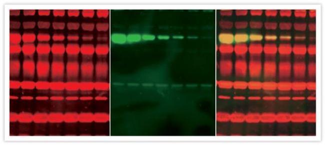 alpha Tubulin Antibody in Western Blot (WB)