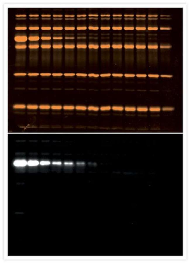 alpha Tubulin Antibody in Western Blot (WB)