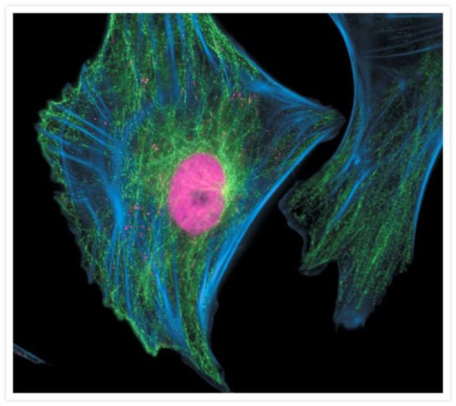 alpha Tubulin Antibody in Immunocytochemistry (ICC/IF)