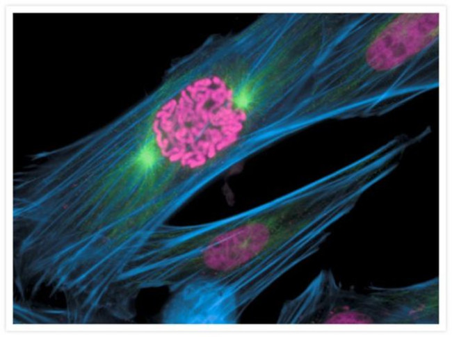 alpha Tubulin Antibody in Immunocytochemistry (ICC/IF)