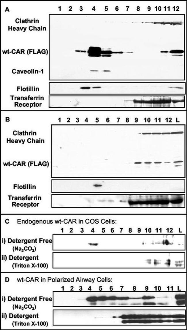 Transferrin Receptor Antibody in Western Blot (WB)