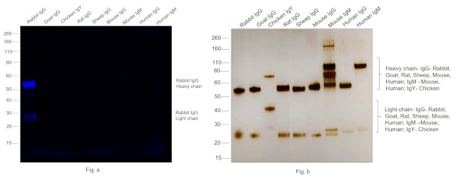 Rabbit IgG (H+L) Highly Cross-Adsorbed Secondary Antibody in Western Blot (WB)