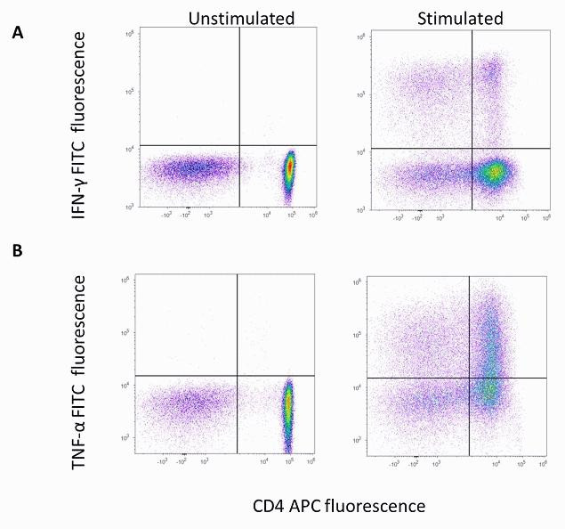 TNF alpha Antibody in Flow Cytometry (Flow)