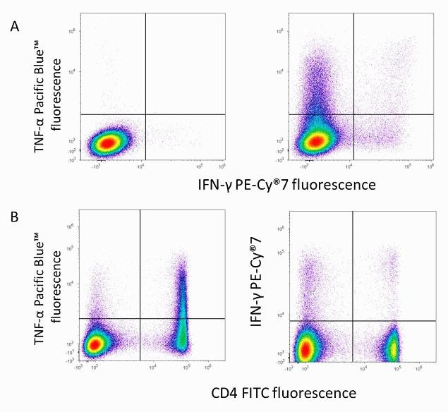 IFN gamma Antibody in Flow Cytometry (Flow)