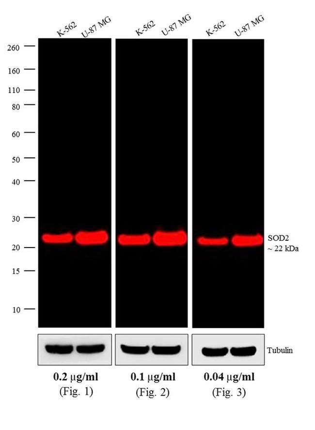 Mouse IgG (H+L) Cross-Adsorbed Secondary Antibody in Western Blot (WB)