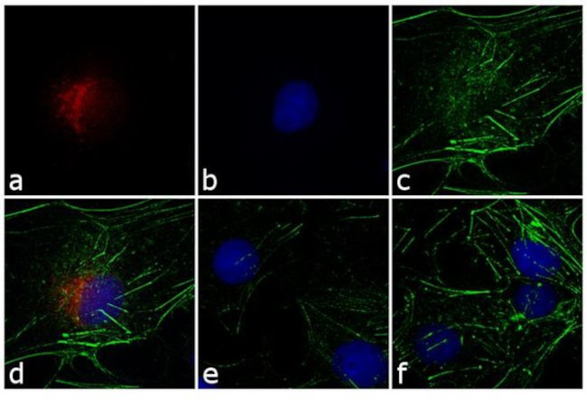 Rabbit IgG (H+L) Highly Cross-Adsorbed Secondary Antibody in Immunocytochemistry (ICC/IF)