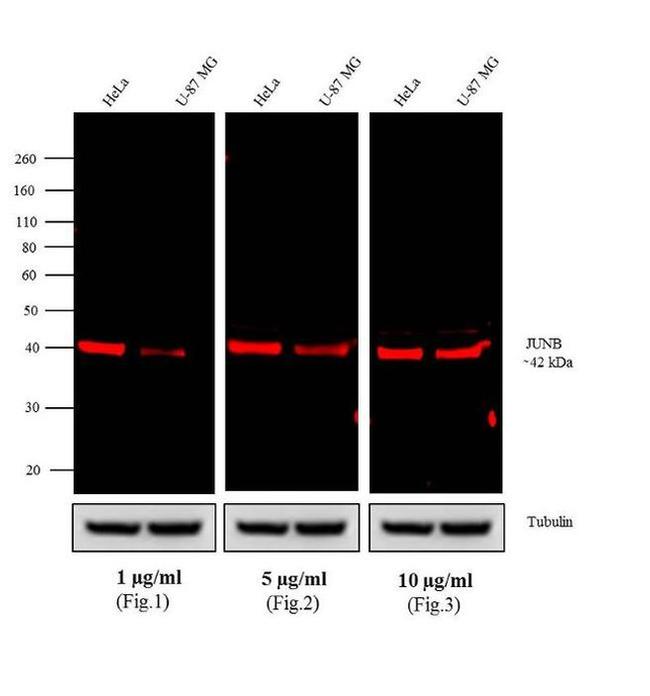 Rabbit IgG (H+L) Cross-Adsorbed Secondary Antibody in Western Blot (WB)