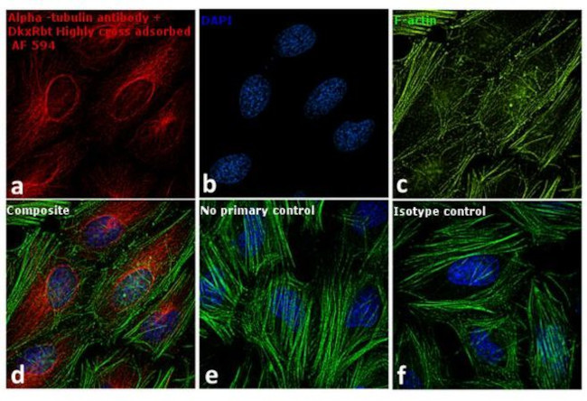 Rabbit IgG (H+L) Highly Cross-Adsorbed Secondary Antibody in Immunocytochemistry (ICC/IF)