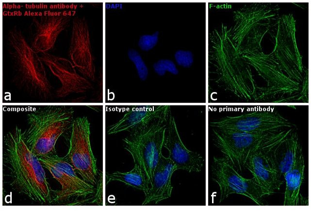 Rabbit IgG (H+L) Highly Cross-Adsorbed Secondary Antibody in Immunocytochemistry (ICC/IF)