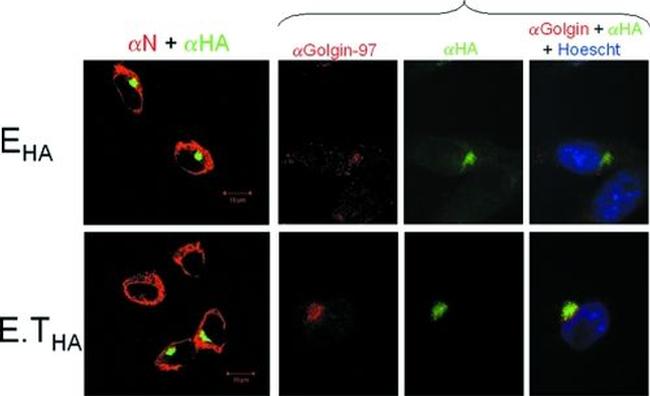 Golgin-97 Antibody in Immunocytochemistry (ICC/IF)