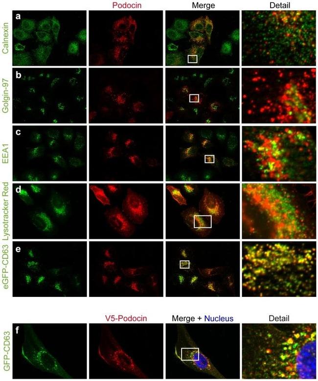 Golgin-97 Antibody in Immunocytochemistry (ICC/IF)