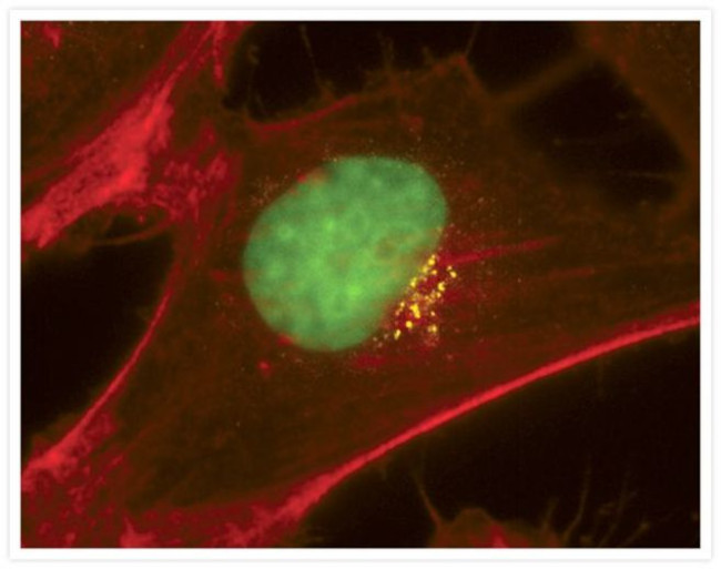 Golgin-97 Antibody in Immunocytochemistry (ICC/IF)