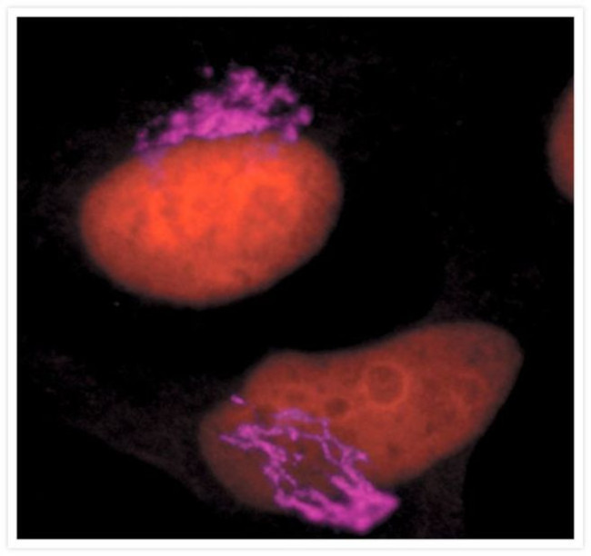 Golgin-97 Antibody in Immunocytochemistry (ICC/IF)