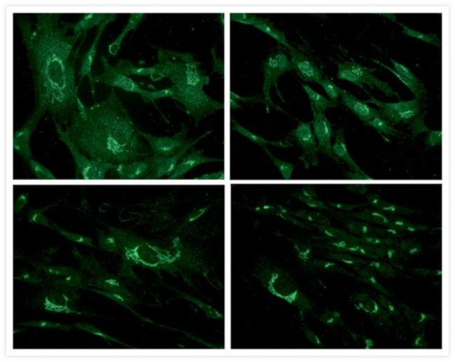 Golgin-97 Antibody in Immunocytochemistry (ICC/IF)