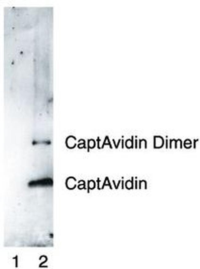 Nitrotyrosine Antibody in Western Blot (WB)