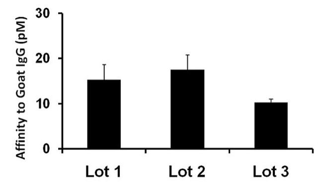 Goat IgG (Heavy Chain) Secondary Antibody