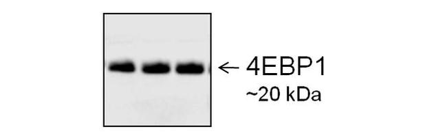 Goat IgG (Heavy Chain) Secondary Antibody in Western Blot (WB)