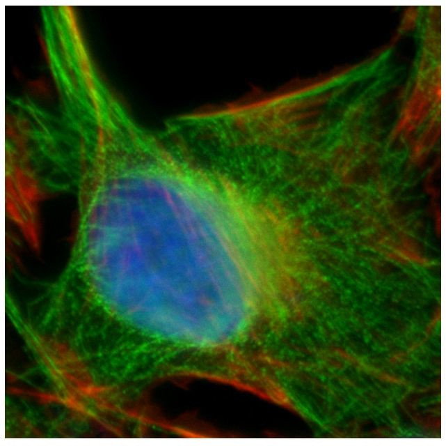 Mouse IgG (H+L) Secondary Antibody in Immunocytochemistry (ICC/IF)