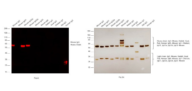 Mouse IgG (H+L) Secondary Antibody