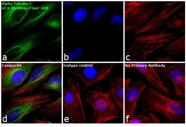 Rabbit IgG (Heavy chain) Secondary Antibody in Immunocytochemistry (ICC/IF)