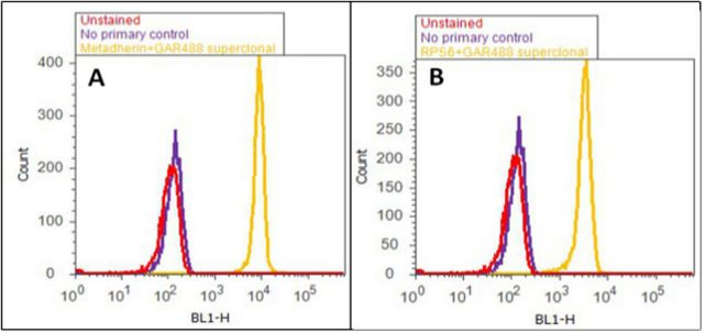 Rabbit IgG (Heavy chain) Secondary Antibody in Flow Cytometry (Flow)