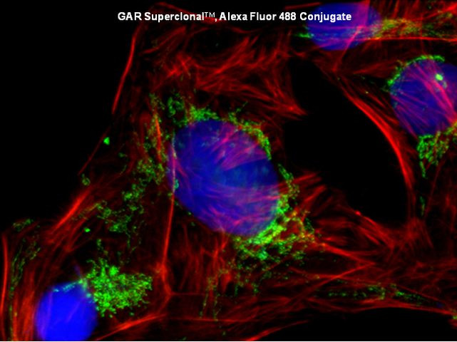 Rabbit IgG (Heavy chain) Secondary Antibody in Immunocytochemistry (ICC/IF)