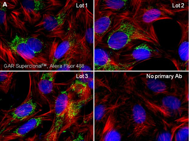 Rabbit IgG (Heavy chain) Secondary Antibody in Immunocytochemistry (ICC/IF)